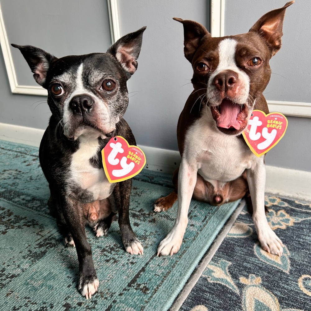 Ty Boston Terrier Plush Pair - Black and Brown